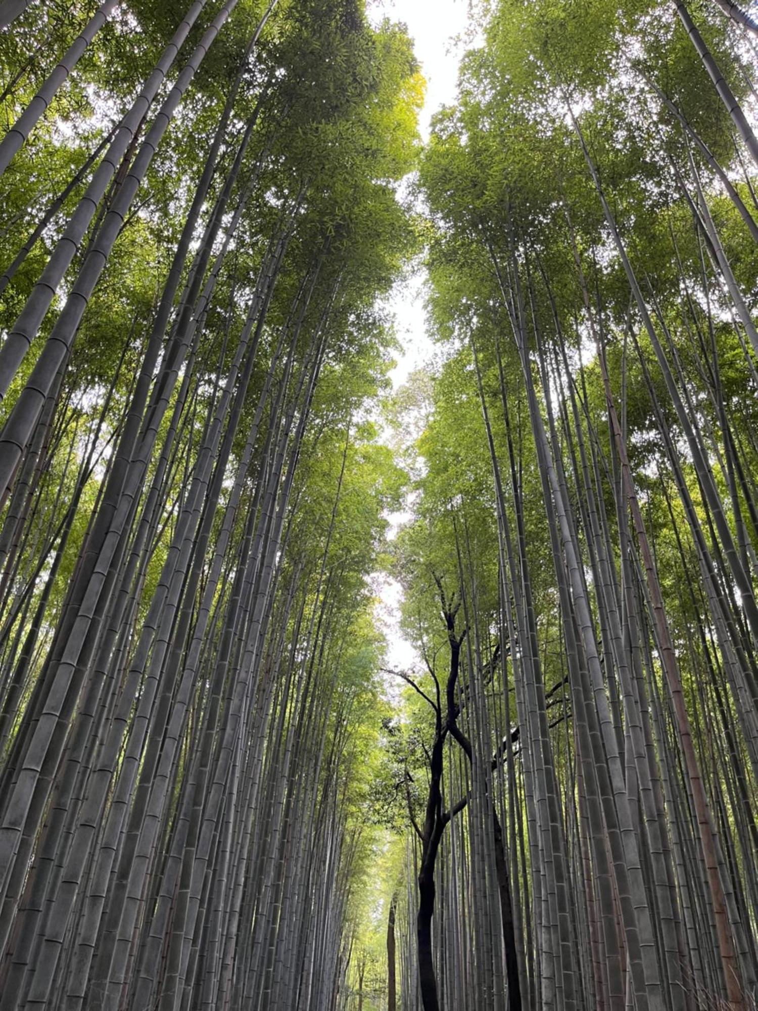 嵐山 天龍の宿 駐車無料 一棟貸切 最大5人 Dragon Legend Arashiyama Central Private Rare Modern Villa Free Parking Max 5Ppl Shimo-saga Exteriér fotografie
