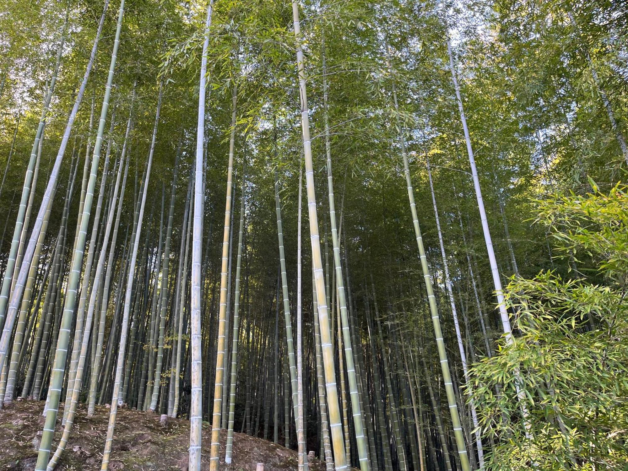 嵐山 天龍の宿 駐車無料 一棟貸切 最大5人 Dragon Legend Arashiyama Central Private Rare Modern Villa Free Parking Max 5Ppl Shimo-saga Exteriér fotografie