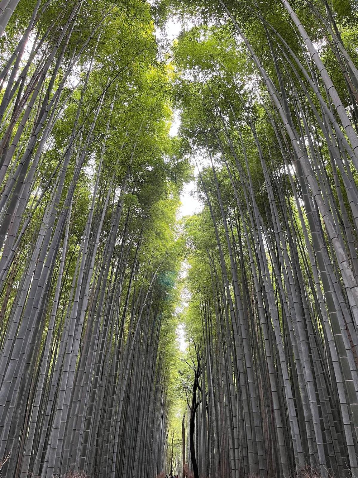 嵐山 天龍の宿 駐車無料 一棟貸切 最大5人 Dragon Legend Arashiyama Central Private Rare Modern Villa Free Parking Max 5Ppl Shimo-saga Exteriér fotografie